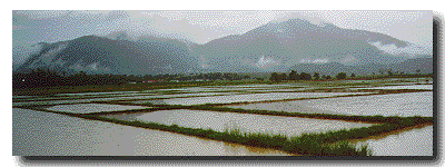[Rice Fields]